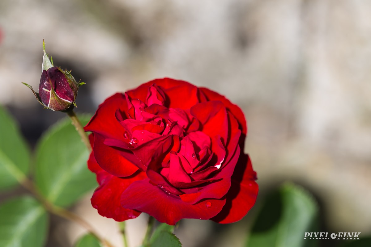 JUS_20170605__MG_1054.jpg