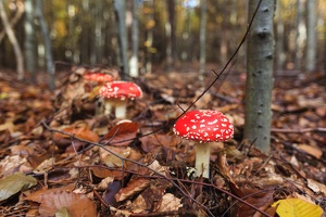 JUS 20091030 IMG 5460