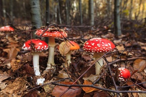 JUS 20091030 IMG 5466