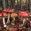 JUS_20091030_IMG_5466.jpg