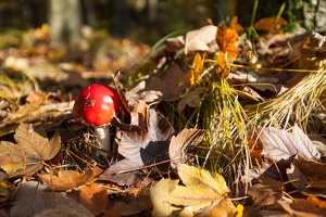 JUS 20091030 IMG 5474