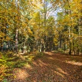AS_20171016__MG_2316.jpg