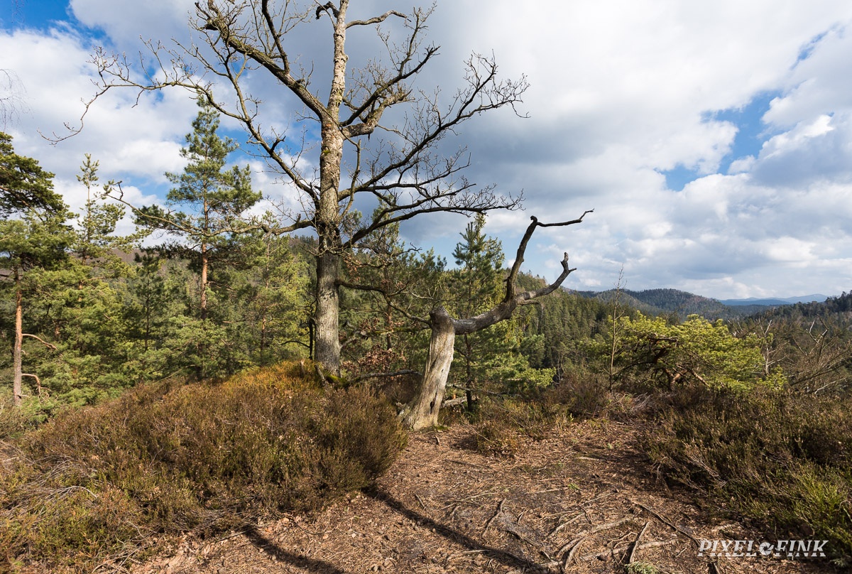 AS_20180327__MG_2985.jpg