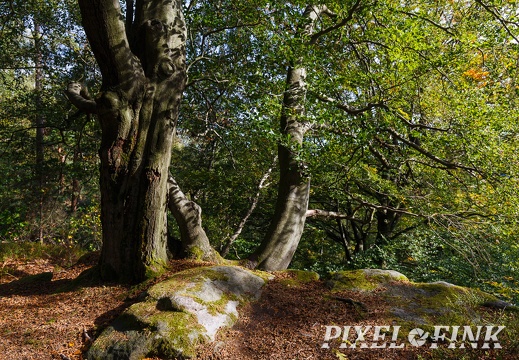 Naturkunst