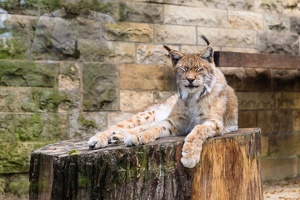 JUS 20110727 IMG 9349