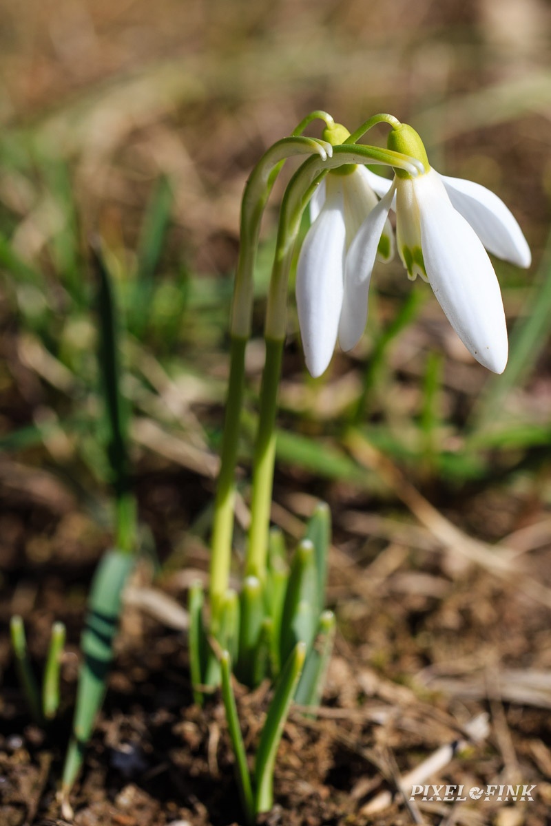 JUS_20190309__MG_3843.jpg