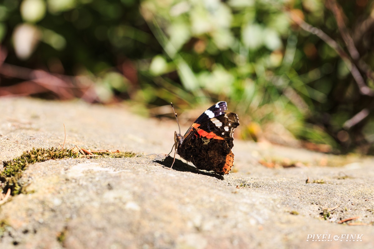 JUS_20180630__MG_2628.jpg