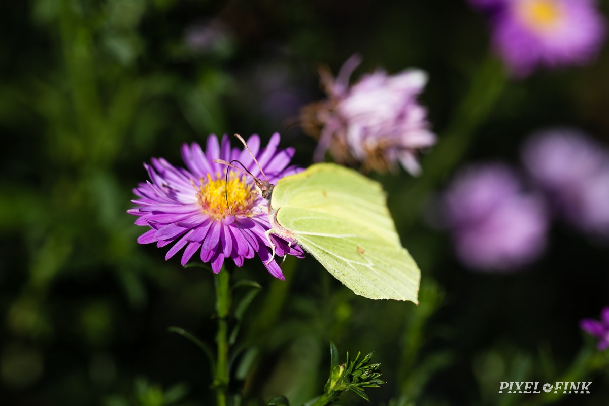 JUS_20180816__MG_2704.jpg