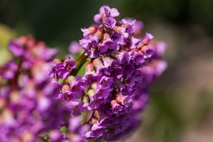 AS 20190410  MG 4210