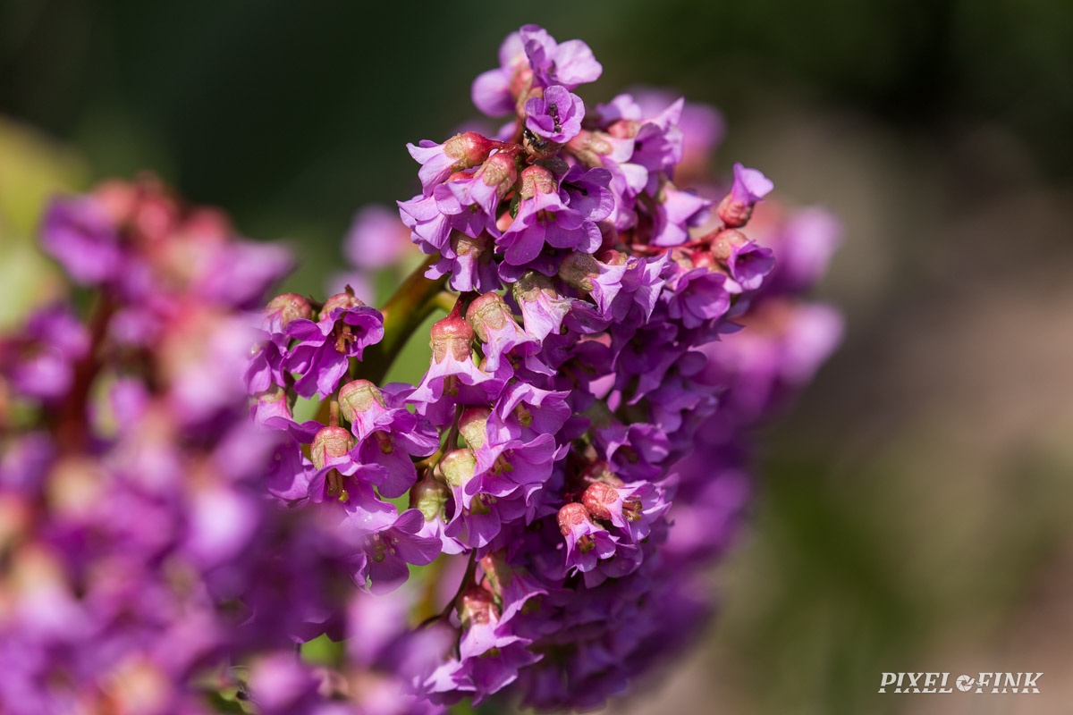 AS_20190410__MG_4210.jpg