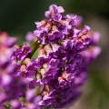 AS_20190410__MG_4210.jpg