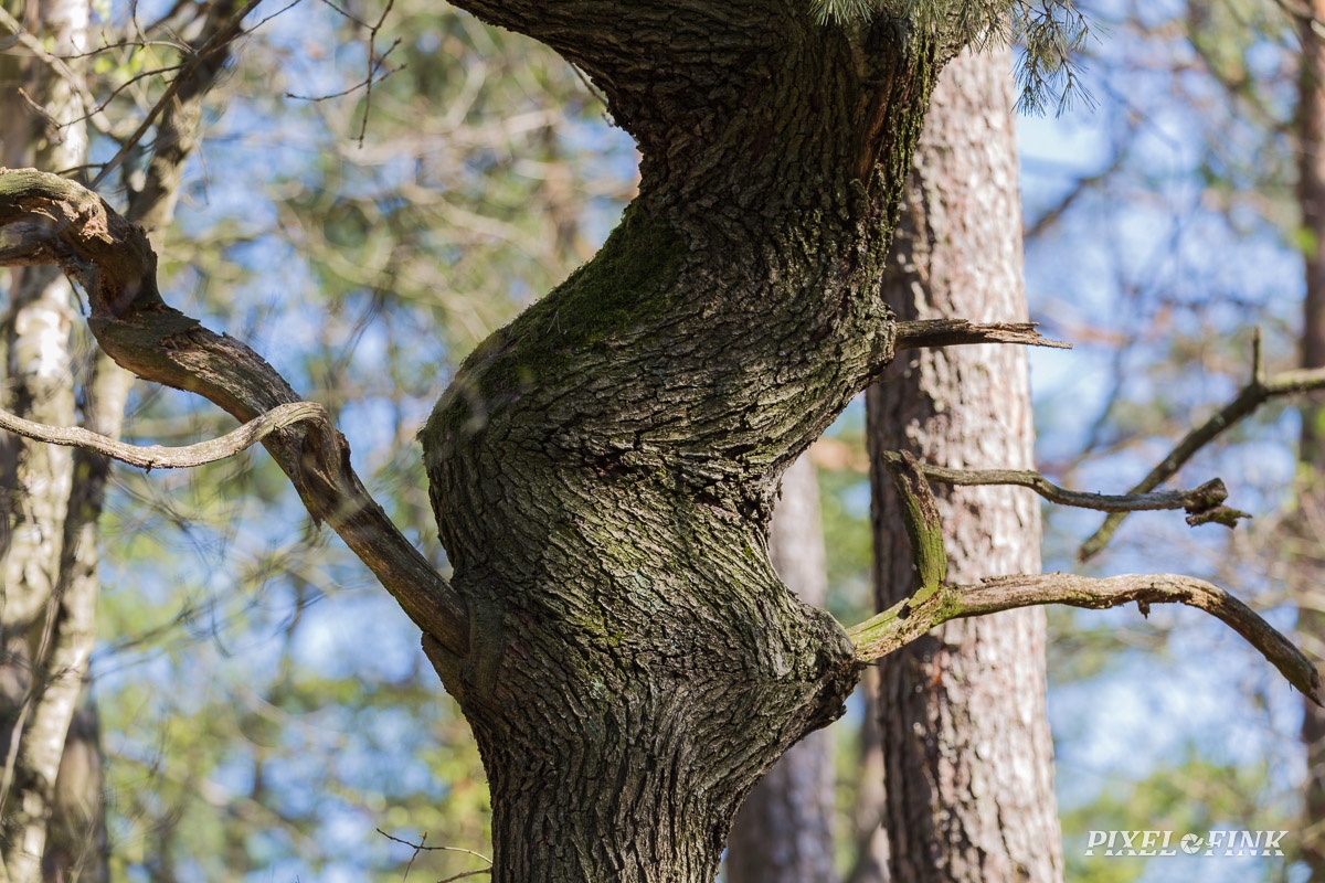 JUS_20190415__MG_4380.jpg
