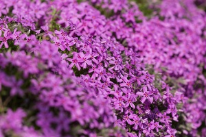 AS 20190410  MG 4228
