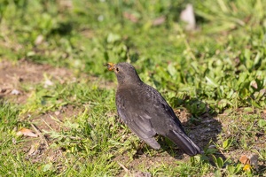 AS 20190410  MG 4236