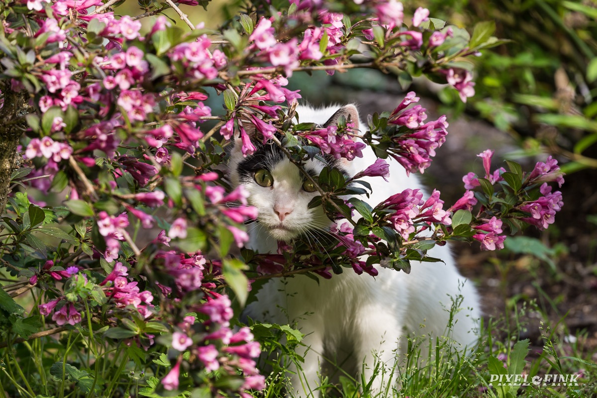 AS_20190524__MG_4548.jpg