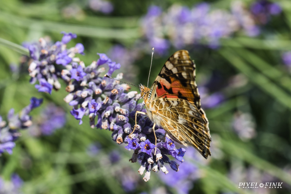 JUS_20190721_IMG_4858.jpg