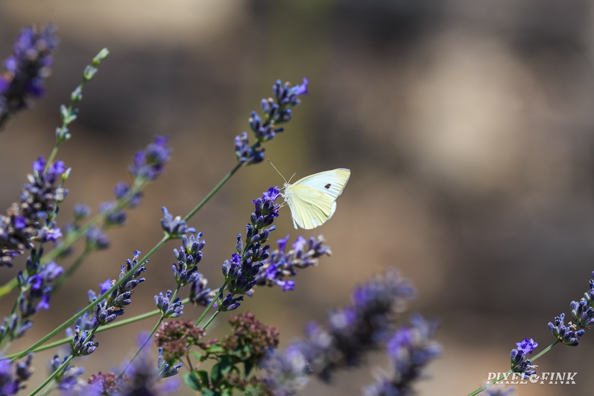 AS_20190727__MG_4674.jpg