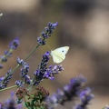 AS_20190727__MG_4674.jpg