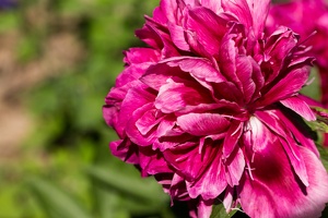 AS 20170527  MG 1907