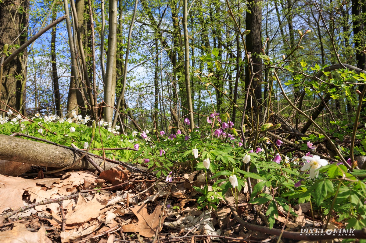 AS_20170414_MG_1742.jpg