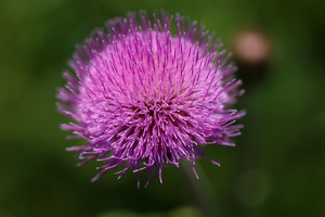AS 20170618 MG 2085