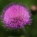 AS_20170618_MG_2085.jpg