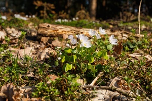 AS 20190406 MG 4188