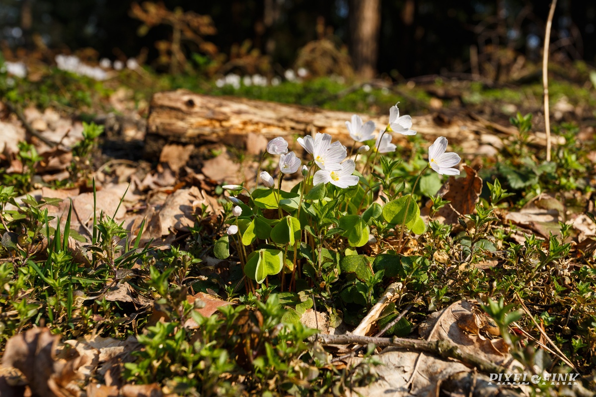 AS_20190406_MG_4188.jpg