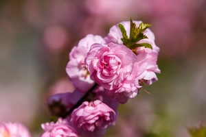 AS 20190410 MG 4215