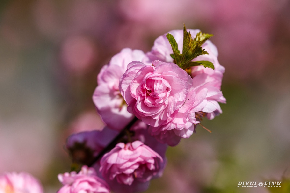 AS_20190410_MG_4215.jpg