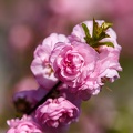 AS_20190410_MG_4215.jpg