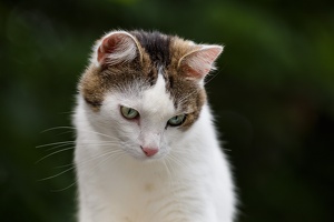 AS 20190525 MG 4551