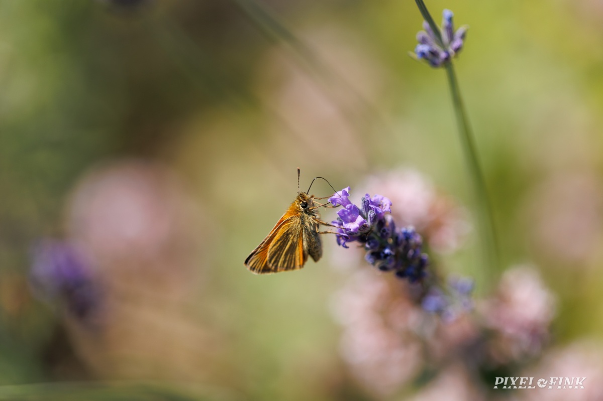 JUS_20230709_MG_0552.jpg