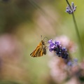 JUS_20230709_MG_0552.jpg