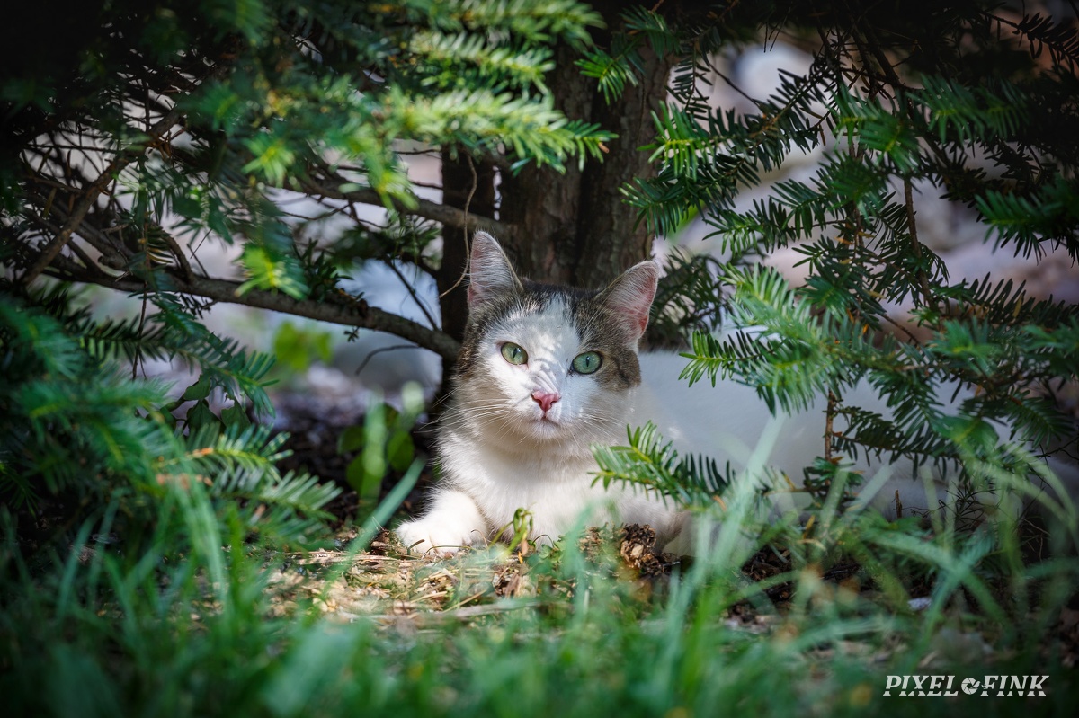 AS_20190727_MG_4722.jpg
