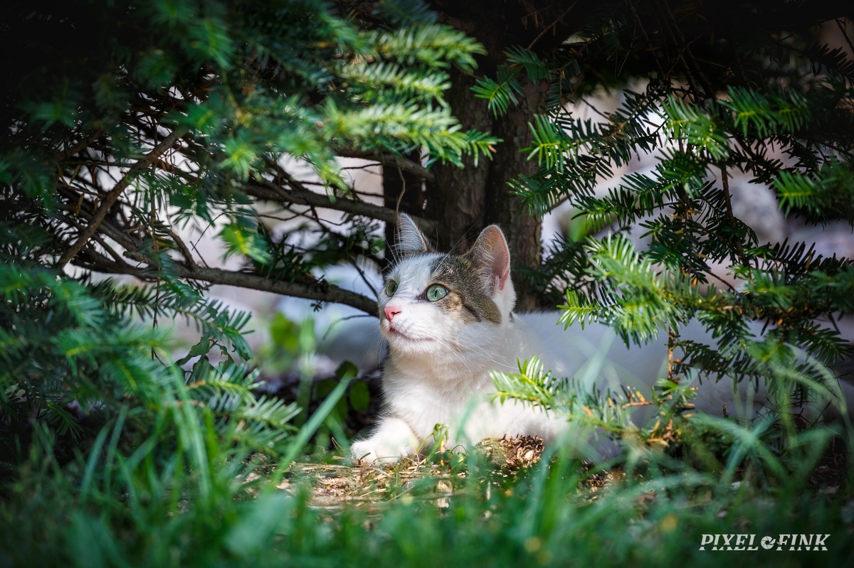 AS_20190727_MG_4723.jpg