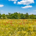 AS_20230611_MG_7437.jpg
