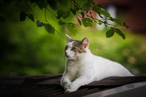 AS 20190525 MG 4557